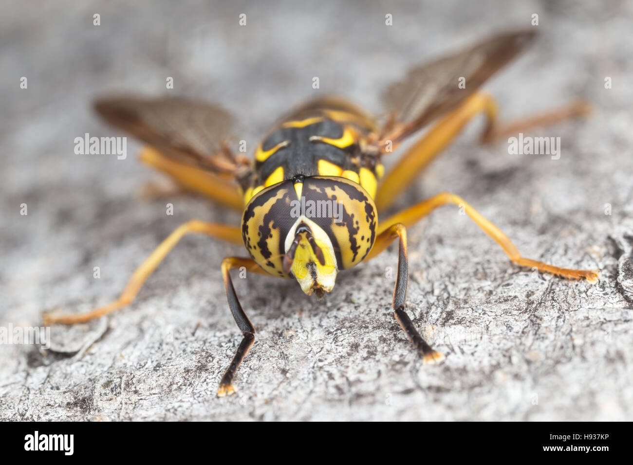Un maschio Syrphid Fly (Spilomyia longicornis) posatoi sul lato di un albero. Foto Stock