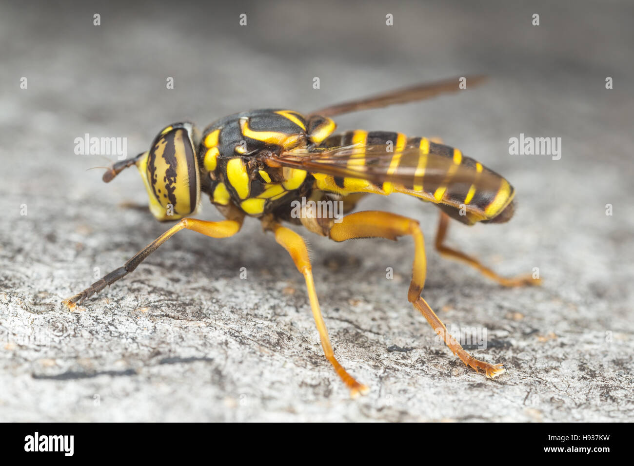 Un maschio Syrphid Fly (Spilomyia longicornis) posatoi sul lato di un albero. Foto Stock