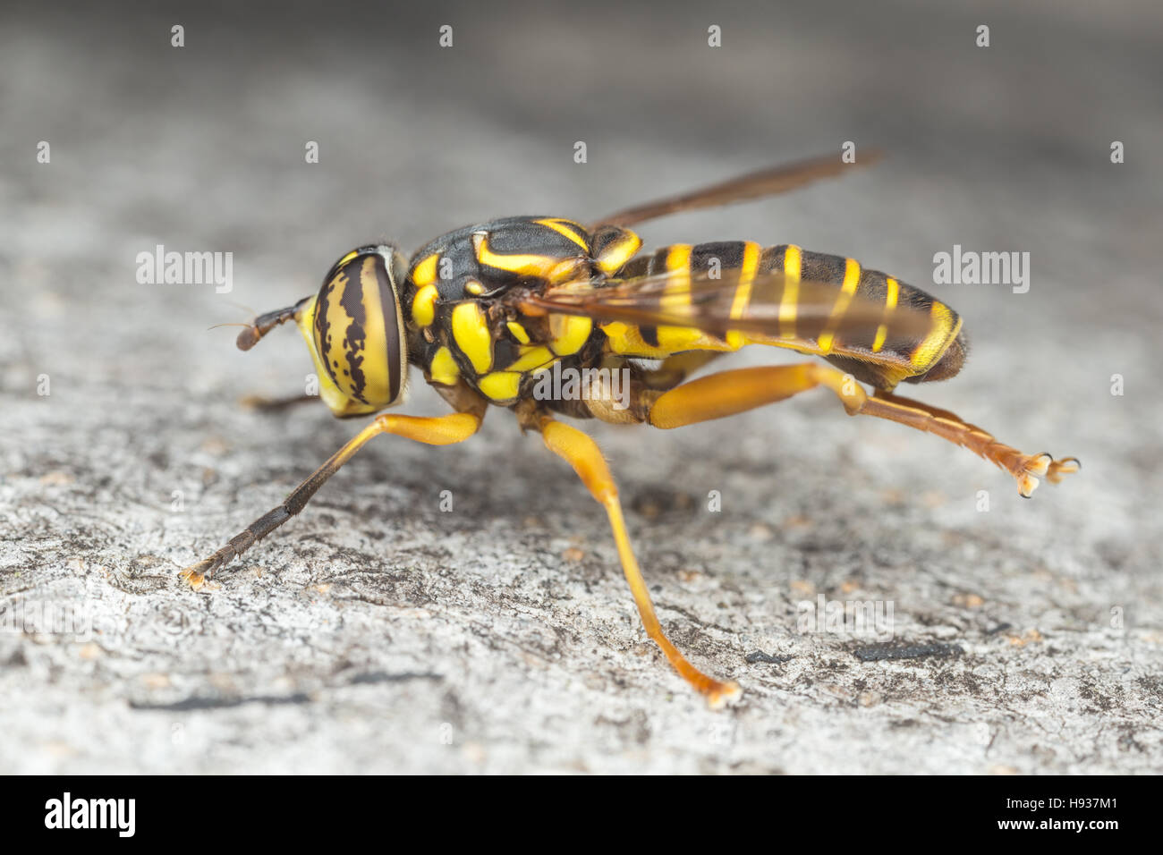 Un maschio Syrphid Fly (Spilomyia longicornis) posatoi sul lato di un albero. Foto Stock