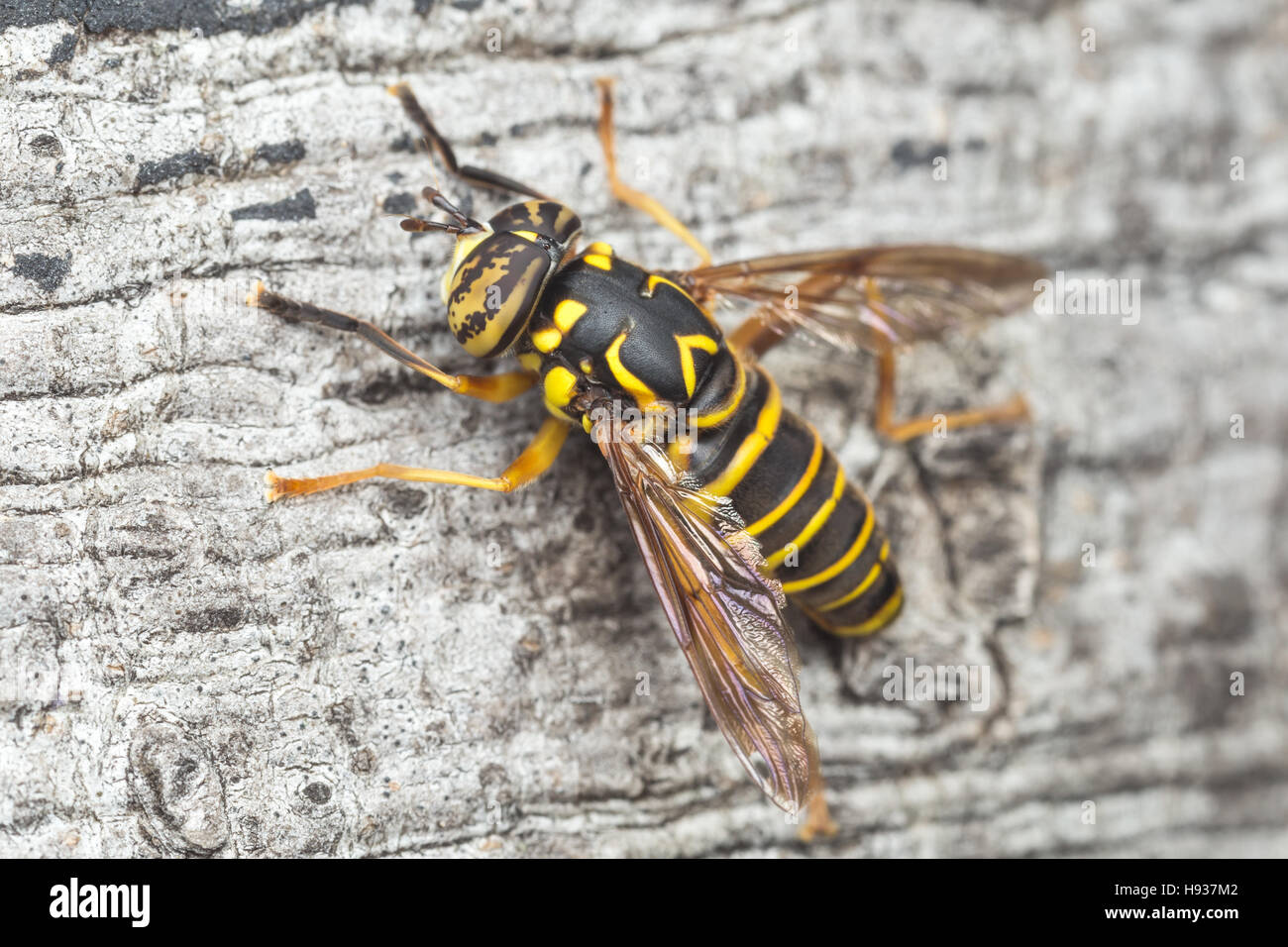Un maschio Syrphid Fly (Spilomyia longicornis) posatoi sul lato di un albero. Foto Stock