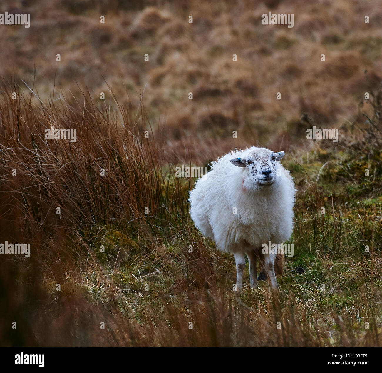 Un Gallese le pecore di montagna sulla montagna Foto Stock