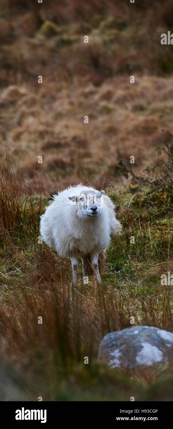 Un Gallese le pecore di montagna sulla montagna Foto Stock