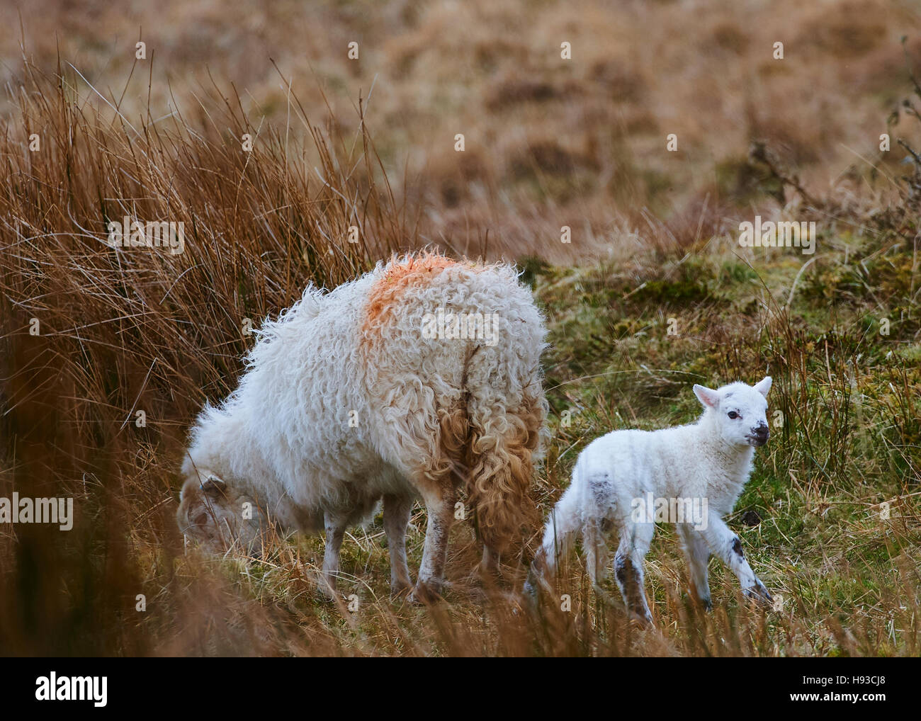 Il Gallese le pecore di montagna sulla montagna Foto Stock