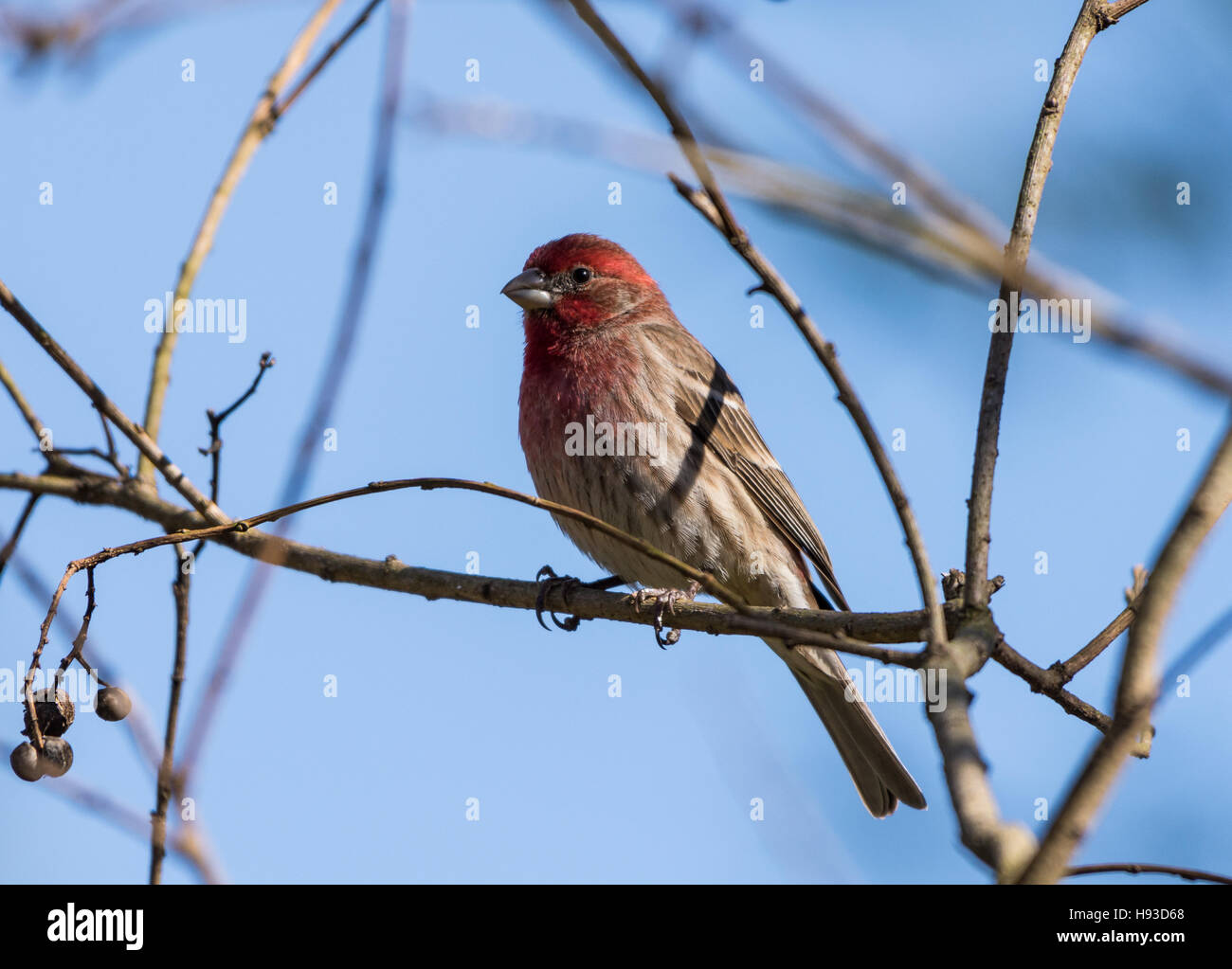 Una casa Finch (Haemorhous mexicanus). Teaxs, STATI UNITI D'AMERICA. Foto Stock