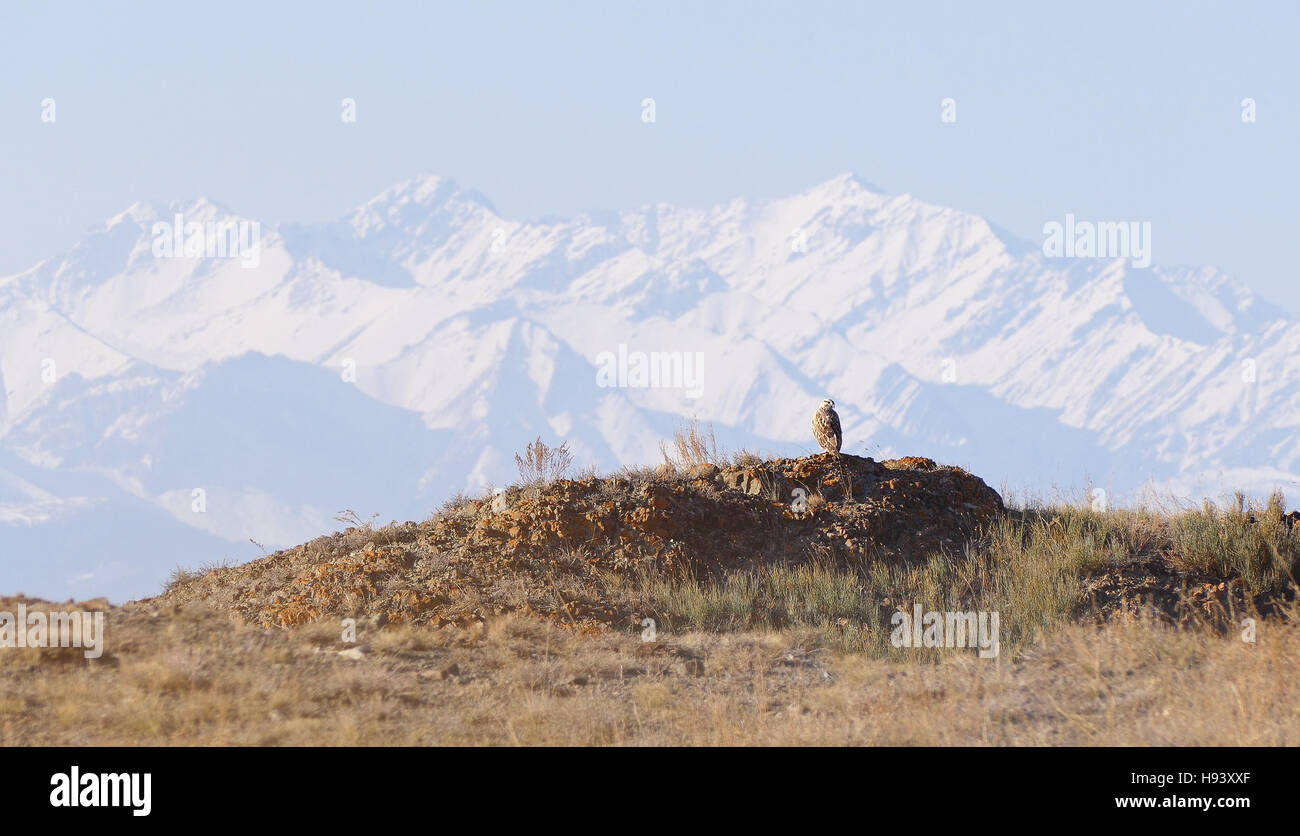 Grande aquila si siede su una collina su uno sfondo di montagne innevate. Il Kazakistan area. Foto Stock
