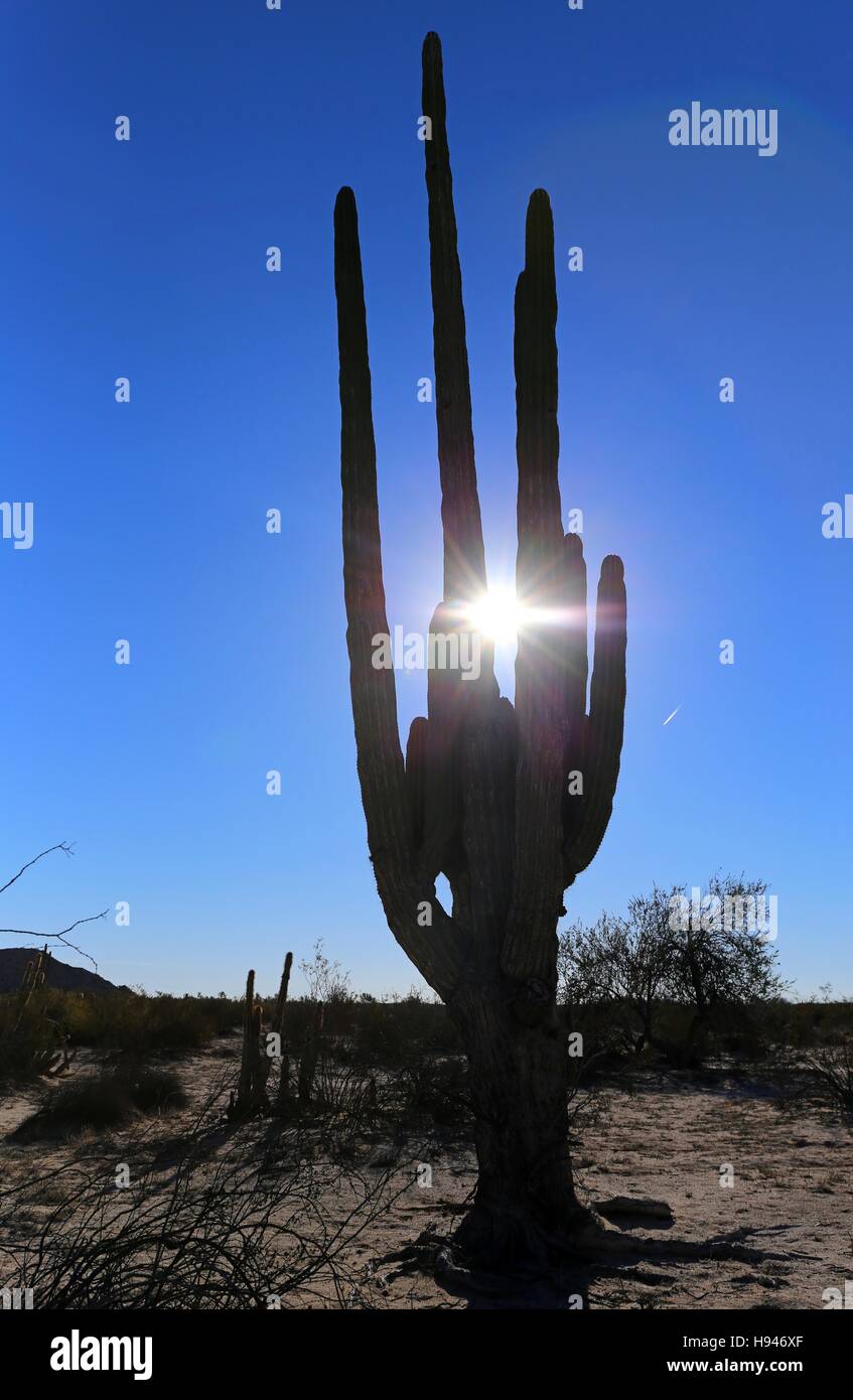 Grande elefante Cardon cactus in un deserto con cielo blu, Baja California, Messico. Foto Stock
