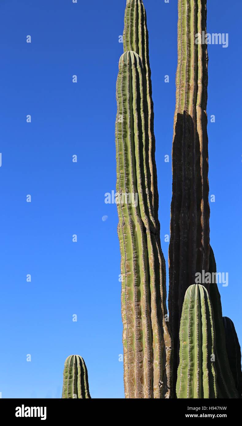 Grande elefante Cardon cactus in un deserto con cielo blu, Baja California, Messico. Foto Stock