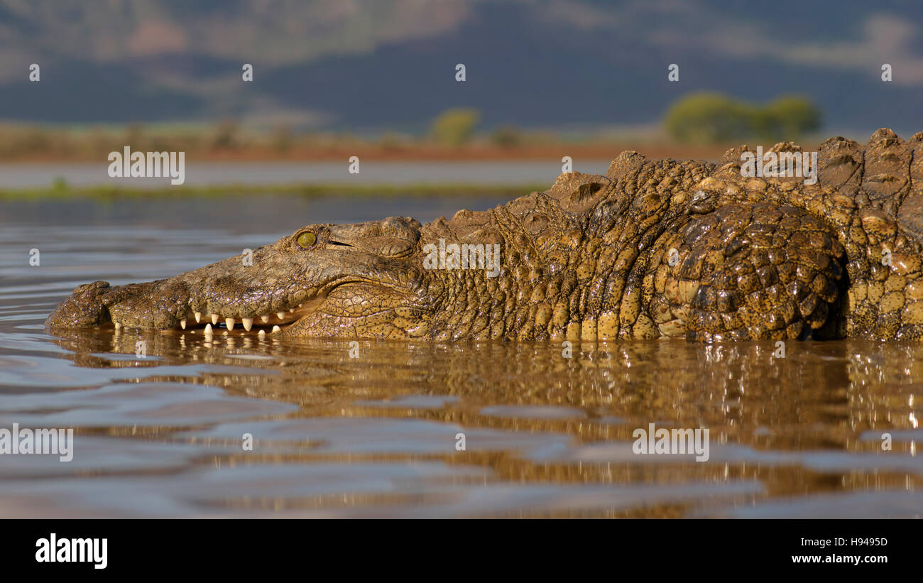 Coccodrillo del Nilo (Crocodylus niloticus) appoggiata in acqua, Zimanga Game Reserve, KwaZulu-Natal, Sud Africa Foto Stock