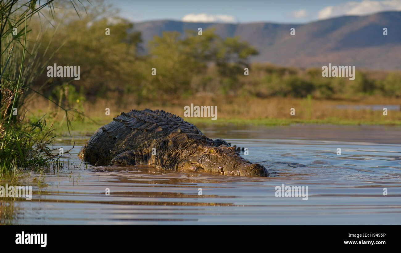 Coccodrillo del Nilo (Crocodylus niloticus) appoggiata in acqua, Zimanga Game Reserve, KwaZulu-Natal, Sud Africa Foto Stock