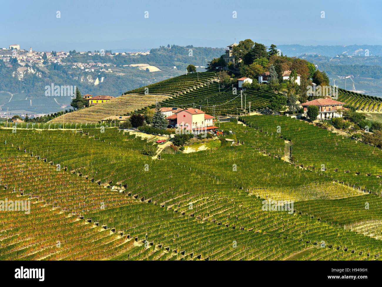 Vigneti di Nebbiolo, Barbaresco produttori di vino, Treiso-Marcarini regione vinicola, Treiso, Piemonte, Italia Foto Stock