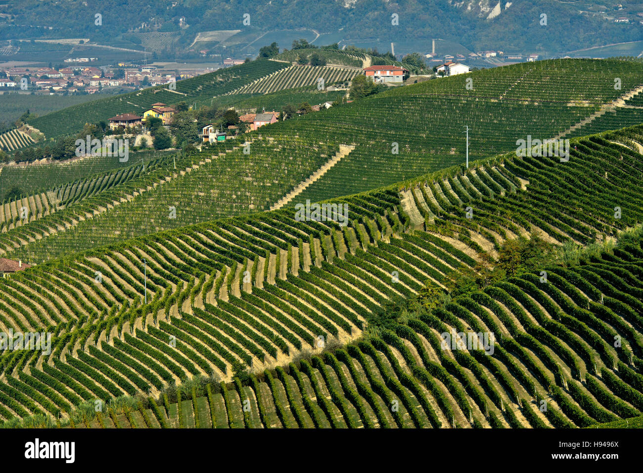 Vigneti di Nebbiolo, Barbaresco vino rosso Uva, Treiso, Piemonte, Italia Foto Stock
