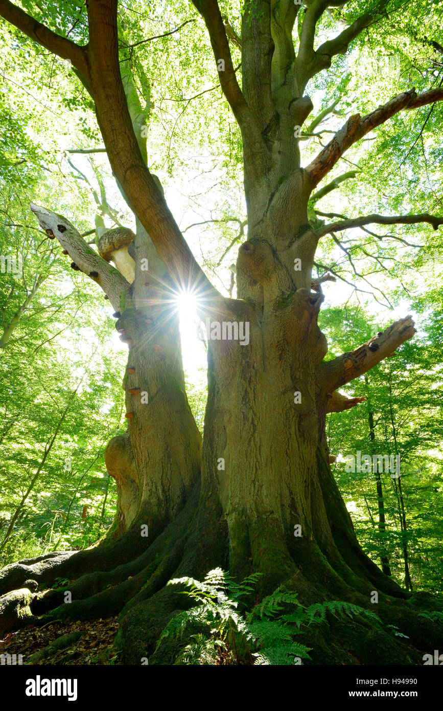Sun Ray che brilla attraverso enorme vecchio mossy faggio (Fagus sp.) albero in legno ex pascolo, Reinhardswald, Sababurg, Hesse, Germania Foto Stock
