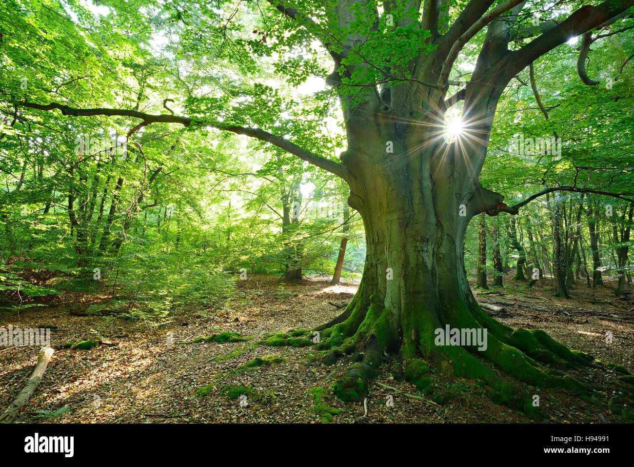 Sun Ray che brilla attraverso enorme vecchio mossy faggio (Fagus sp.) albero in legno ex pascolo, Reinhardswald, Sababurg, Hesse, Germania Foto Stock