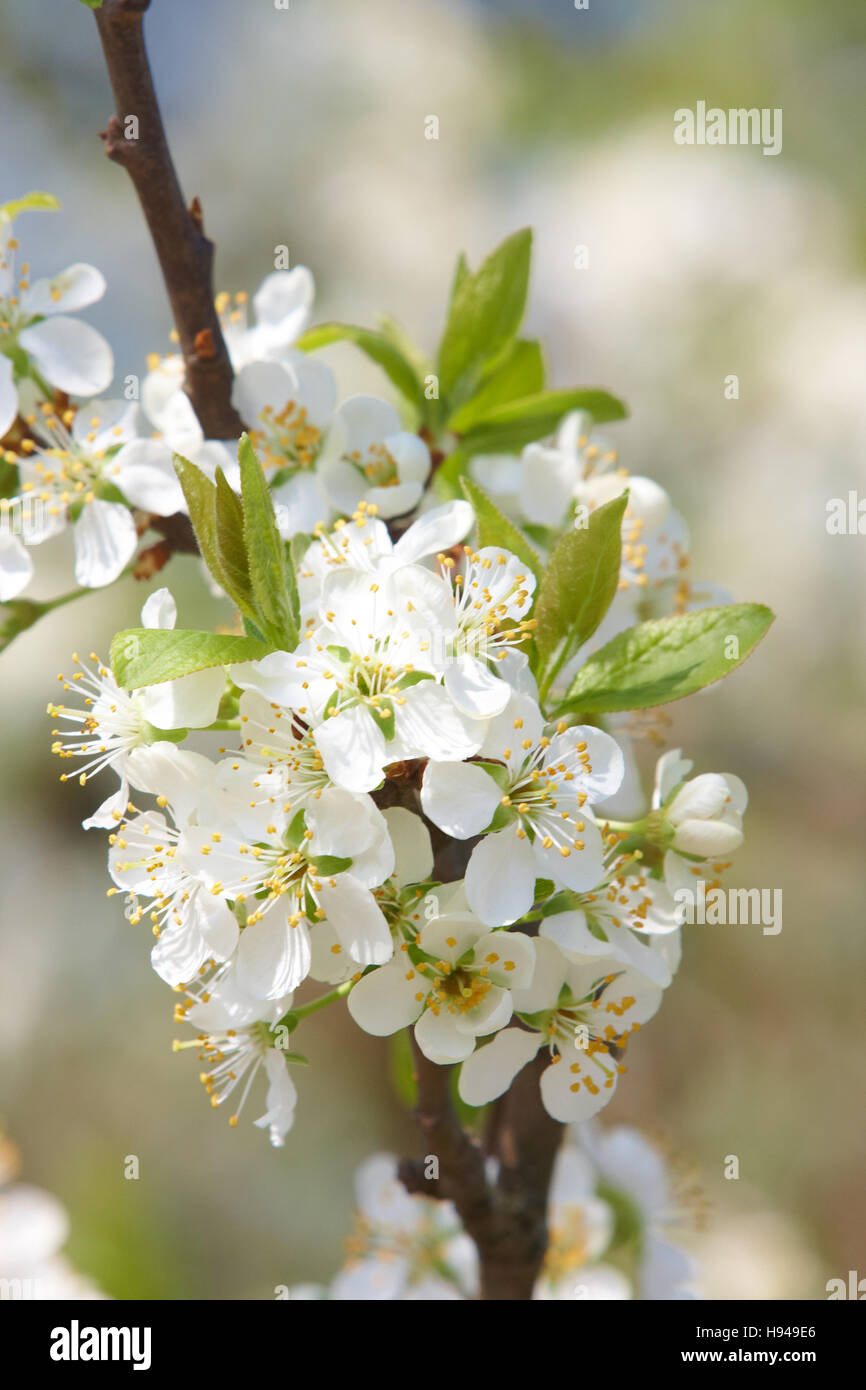 Greengage (Prunus domestica), in fiore Foto Stock