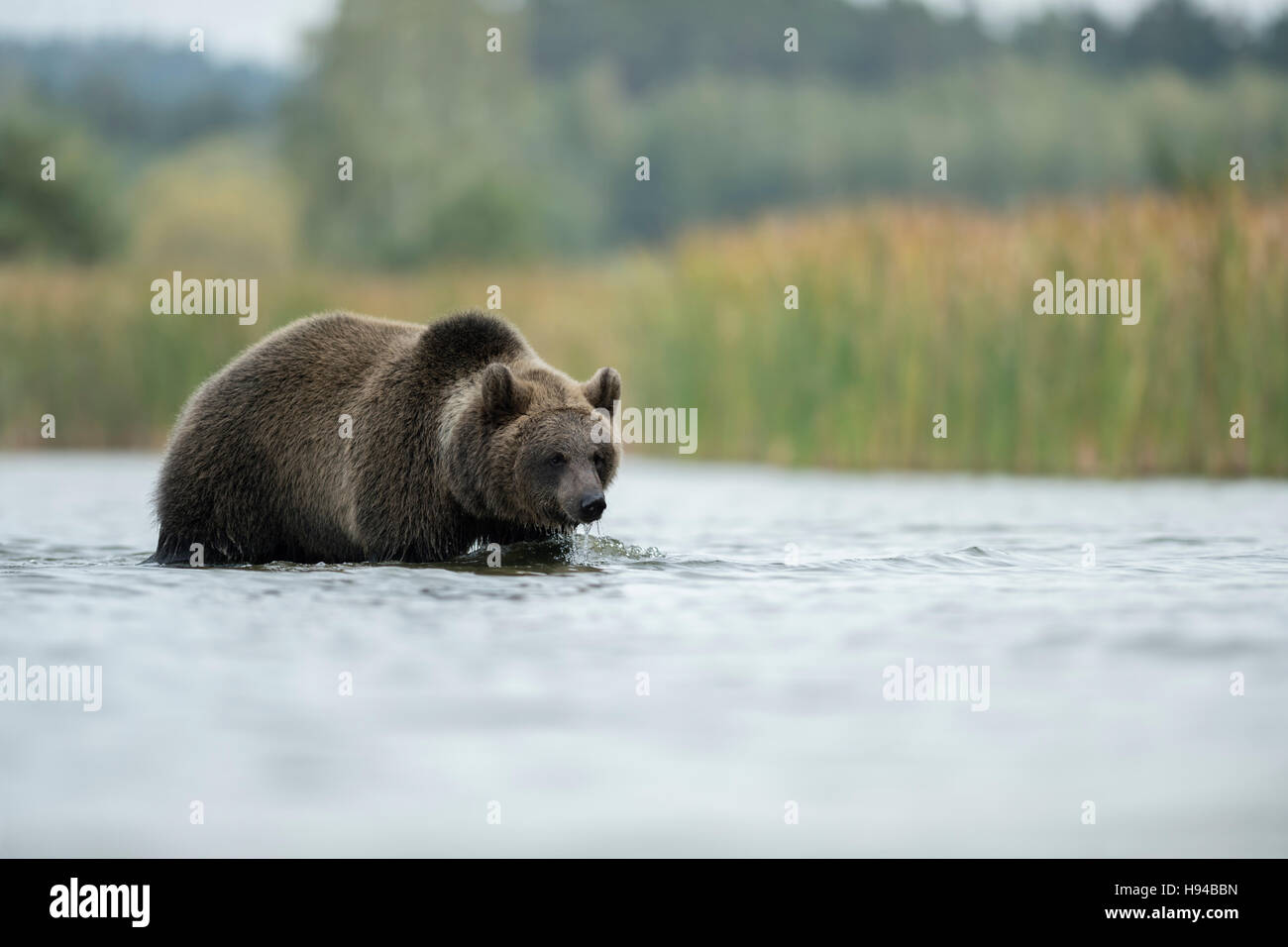 Unione orso bruno / Europaeischer Braunbaer ( Ursus arctos ) a piedi attraverso acque poco profonde, caccia, Nizza, circostante l'Europa. Foto Stock
