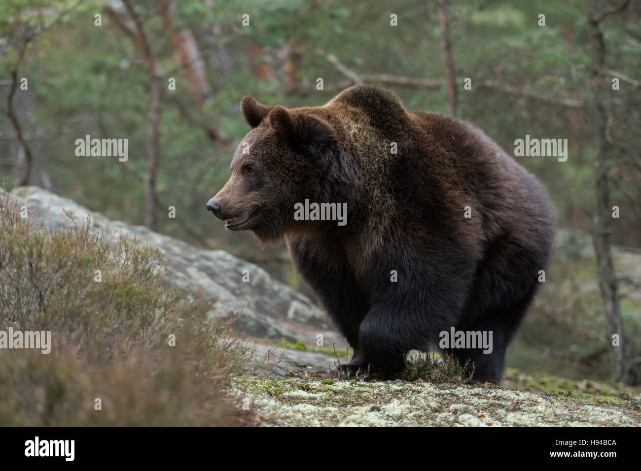 Orso bruno europeo / Braunbaer ( Ursus arctos ) camminando sopra una radura nel bosco, animale forte, tipico dei dintorni dell'Europa. Foto Stock