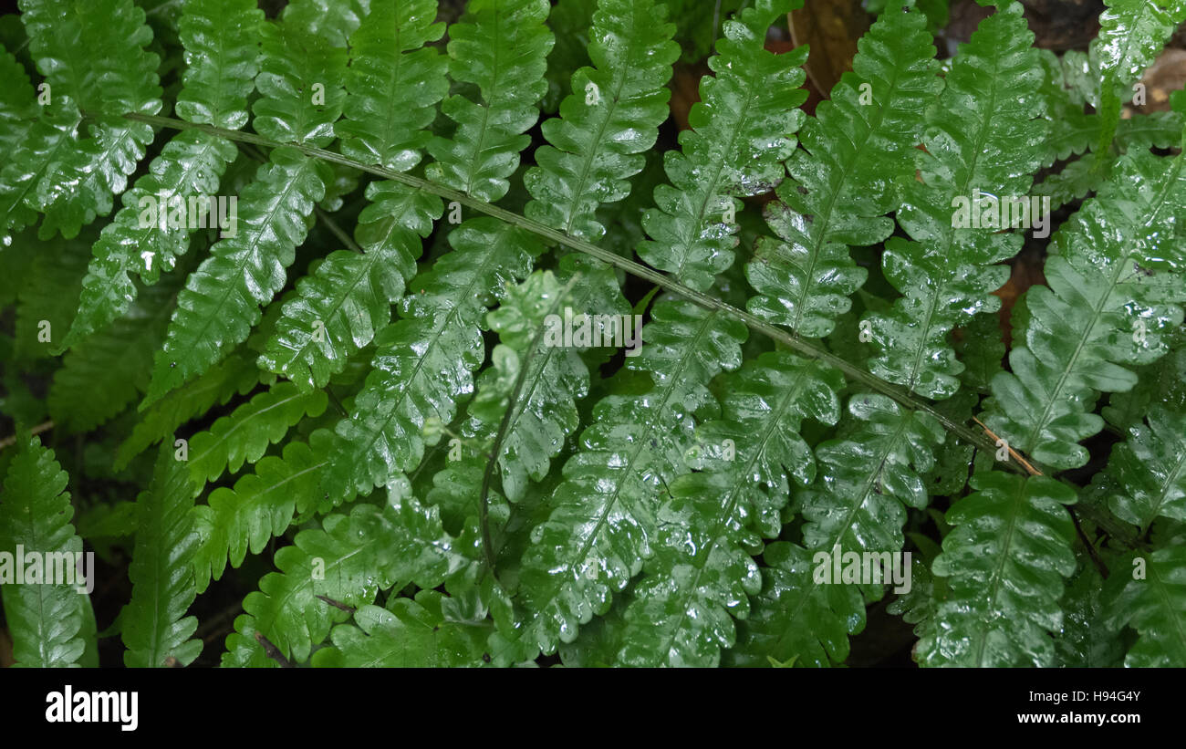 Verde foglie di felce con caduta di pioggia per lo sfondo Foto Stock