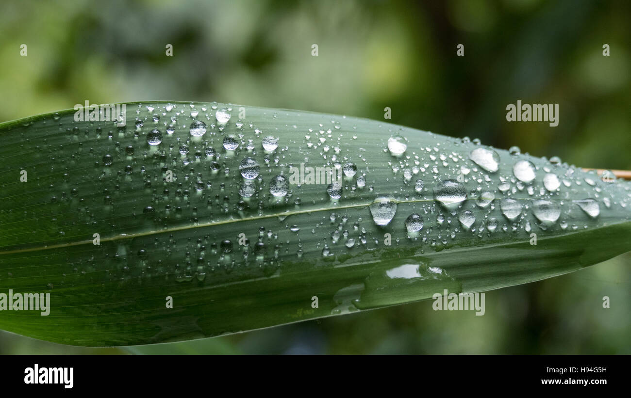 La pioggia caduta sulla foglia verde, sullo sfondo della natura Foto Stock