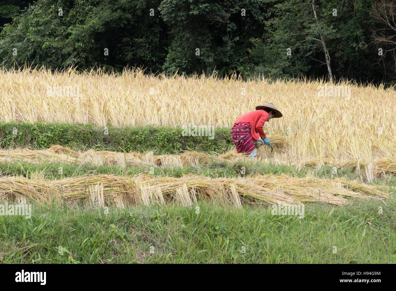 Chiang Mai, Thailandia - 4 Novembre 2016: agricoltore la mietitura del riso nel campo di risone in Baan Mae Klang Luang in Chiang Mai Thailandia il 4 novembre 2016. Foto Stock