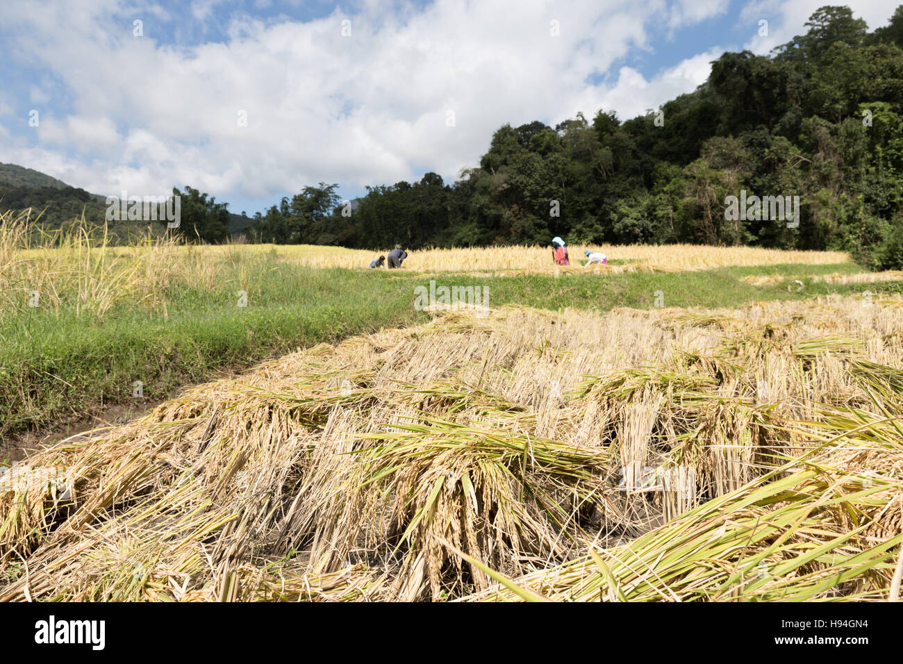 Agricoltore la mietitura del riso nel campo di risone in Baan Mae Klang Luang in Chiang Mai Thailandia Foto Stock