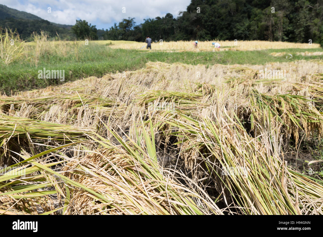 Agricoltore la mietitura del riso nel campo di risone in Baan Mae Klang Luang in Chiang Mai Thailandia Foto Stock