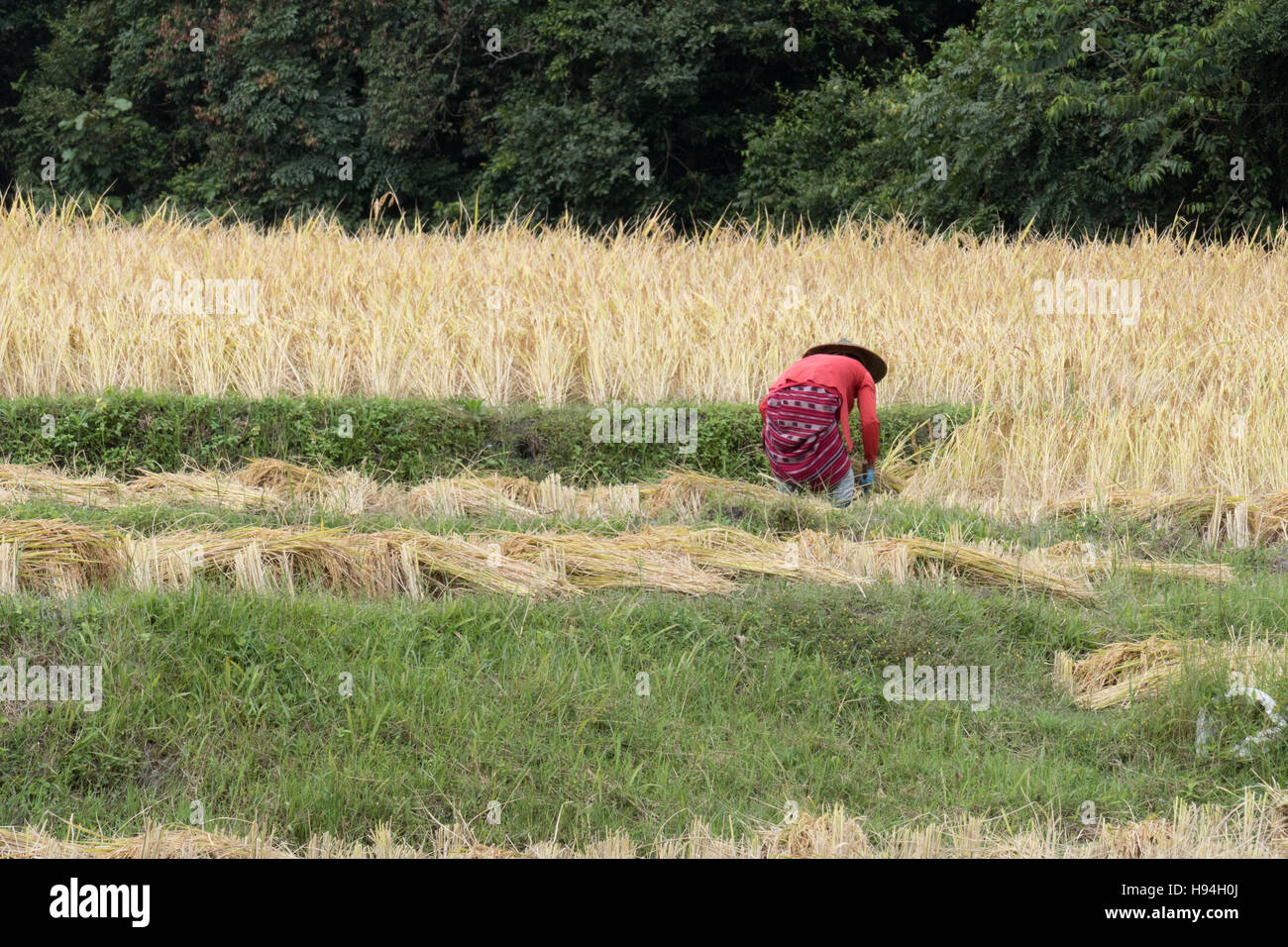 Chiang Mai, Thailandia - 4 Novembre 2016: agricoltore la mietitura del riso nel campo di risone in Baan Mae Klang Luang in Chiang Mai Thailandia il 4 novembre 2016. Foto Stock