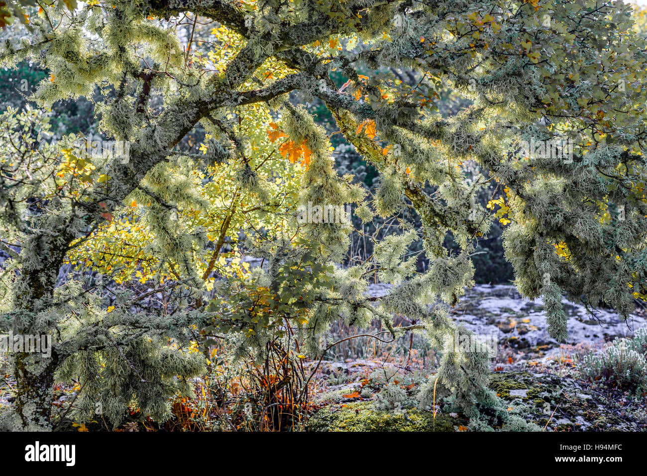 Il lichen fruticuleux FORET DE SAINTE BAUME VAR FRANCIA 83 Foto Stock