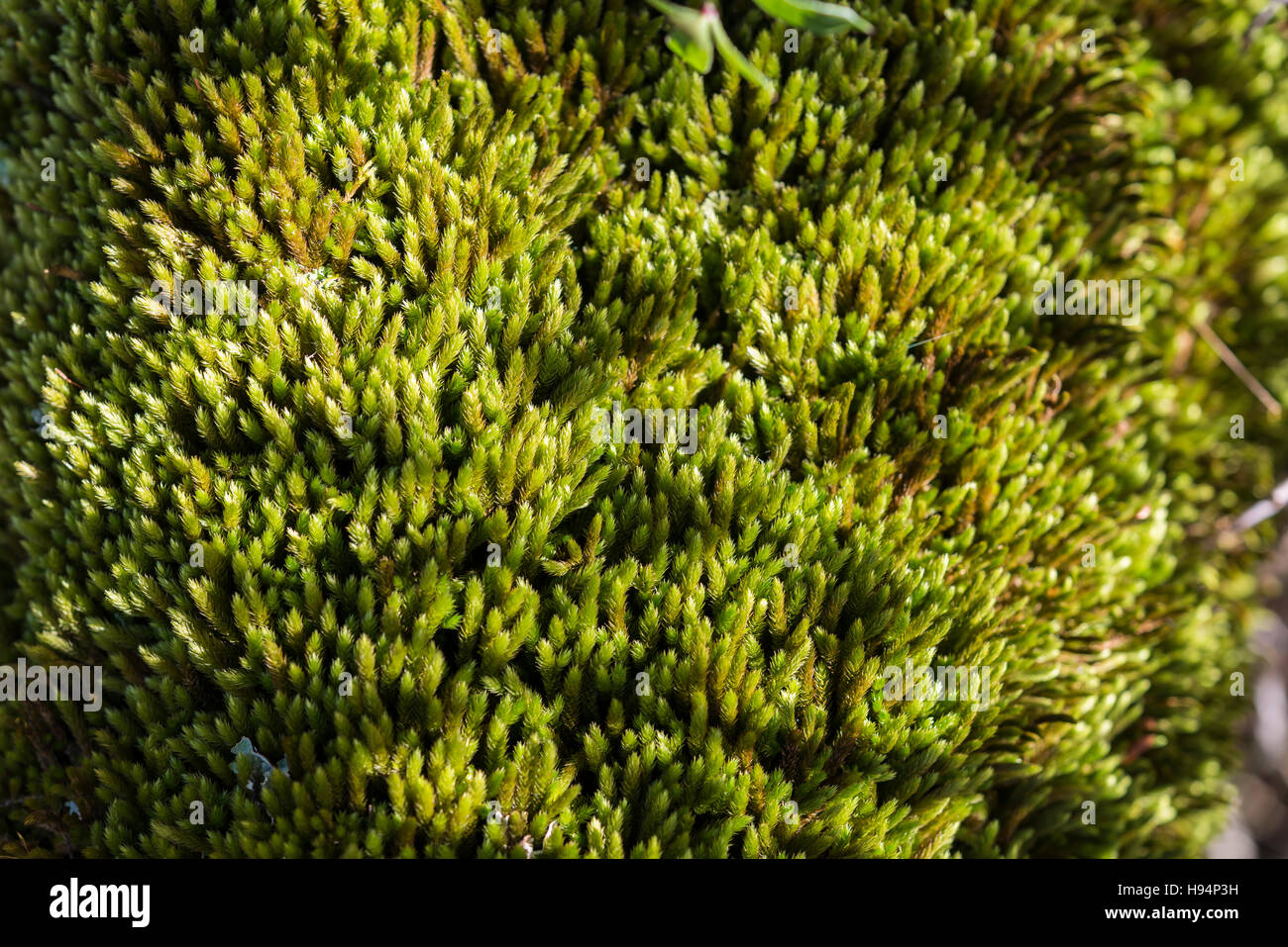 Mousse D'automne Forêt Domanial de la St Baume Francia 83 Foto Stock