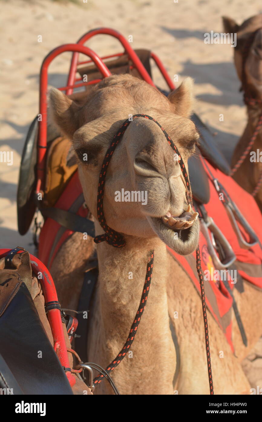 Camel appoggiato sulla spiaggia di Cable Beach Australia Occidentale Foto Stock