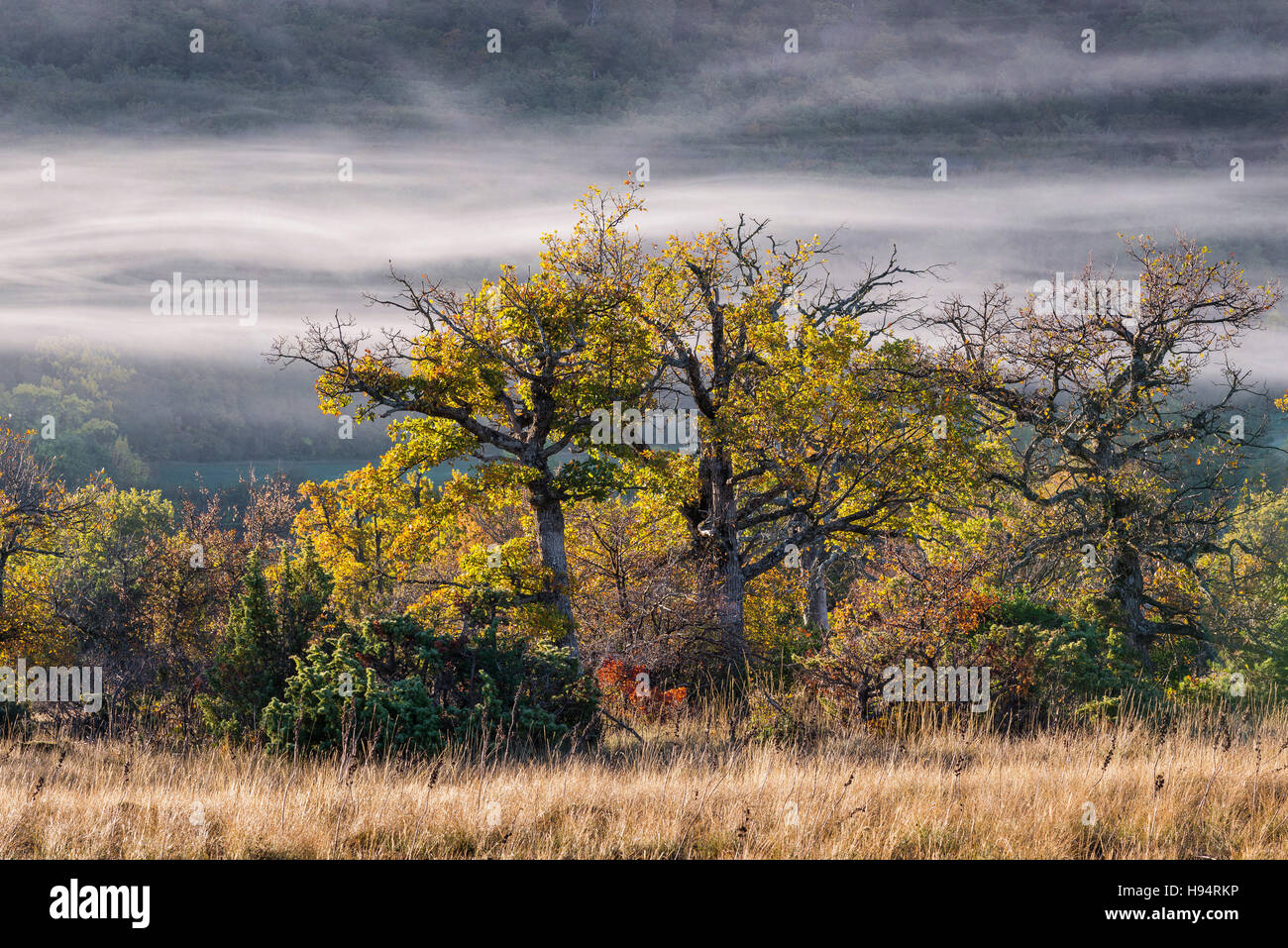 Chêne et Brume D'automne forêt domanial de la St Baume Var Francia Foto Stock