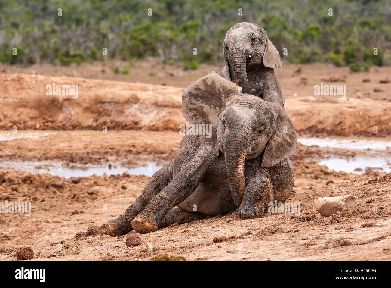 Gli elefanti a Addo Elephant Park in Sud Africa Foto Stock
