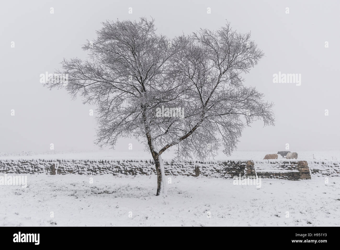 Snowy novembre pomeriggio al top del famoso Otley Chevin, vicino a Leeds Foto Stock