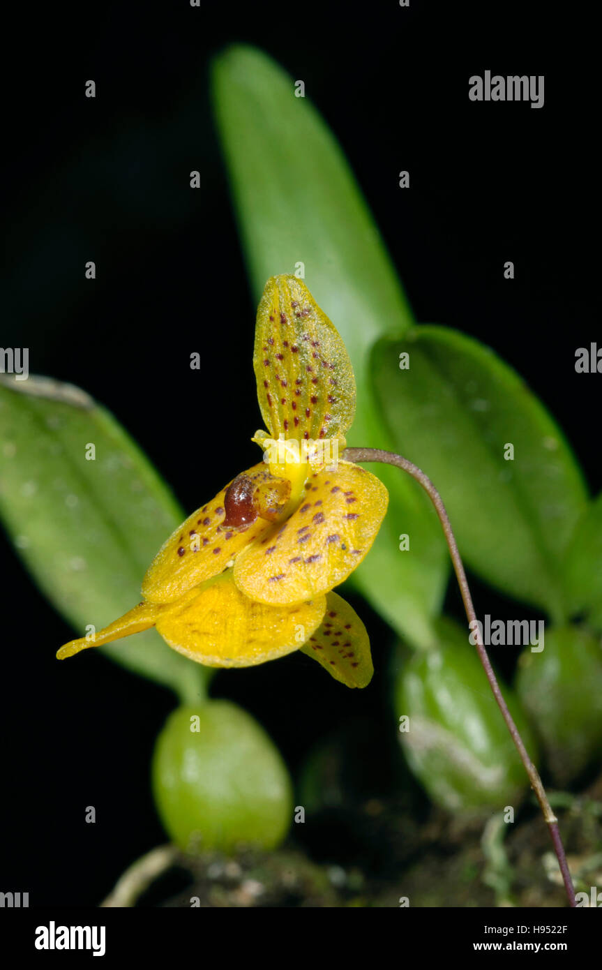 Wild Orchid, Bulbophyllum specie, Analamazaotra / Riserva Perinet Madagascar Foto Stock