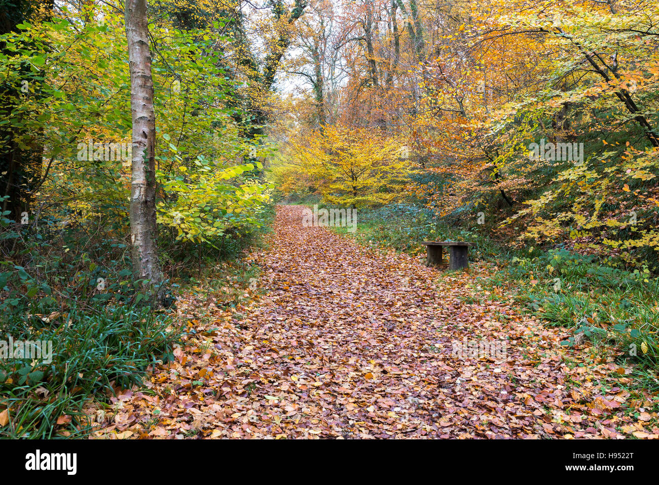 Prendendo un sentiero attraverso gli alberi circondato dai colori del tardo autunno foglie. Foto Stock