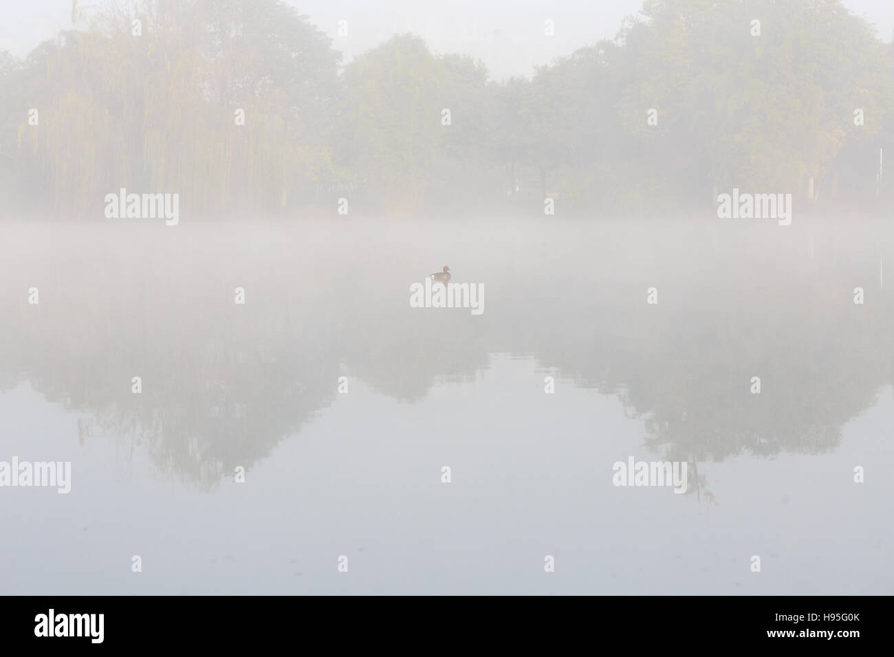 Un po' di anatra sul lago Foto Stock