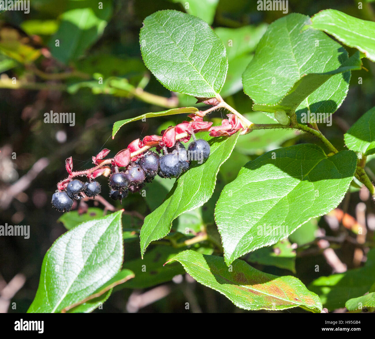 La viola di bacche nere della American pokeweed (Phytolacca Americana) Foto Stock