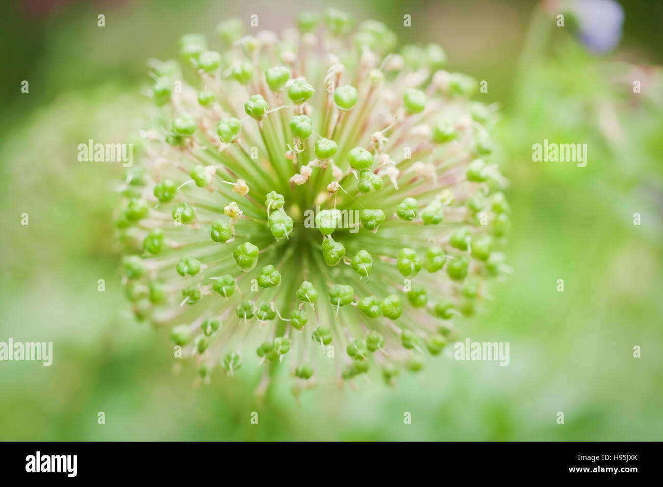 Allium hollandicum seedhead, giugno, Regno Unito Foto Stock