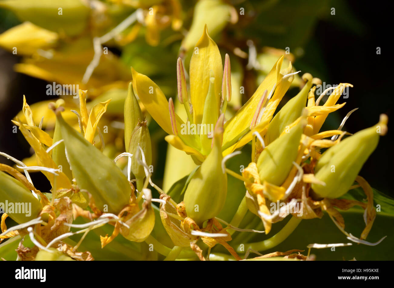 Primo piano di erba medicinale Grande giallo (genziana lutea Gentiana) nelle Alpi francesi Foto Stock