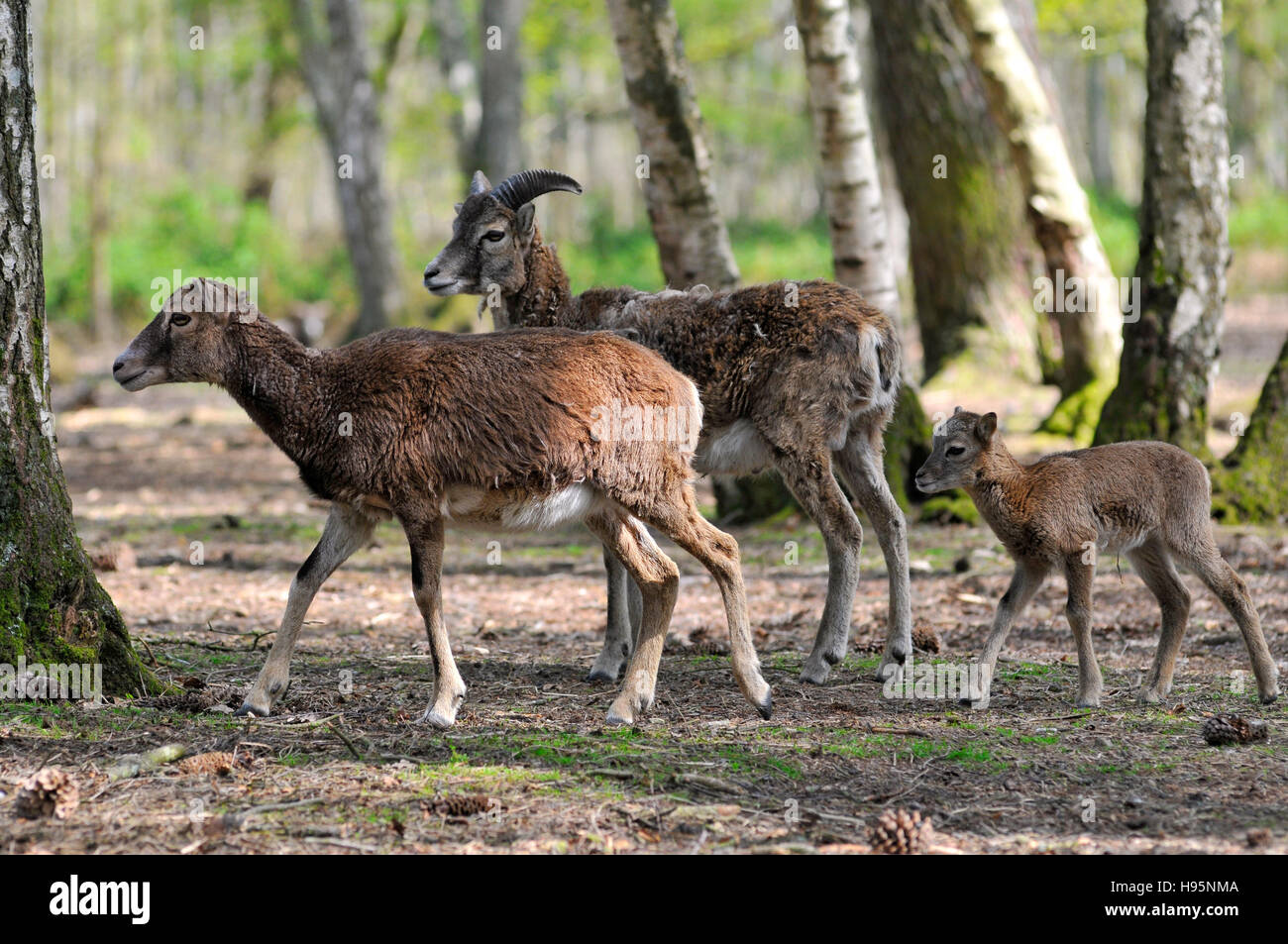 Coppia di mufloni della Corsica (Ovis aries orientalis) con un giovane nella foresta Foto Stock