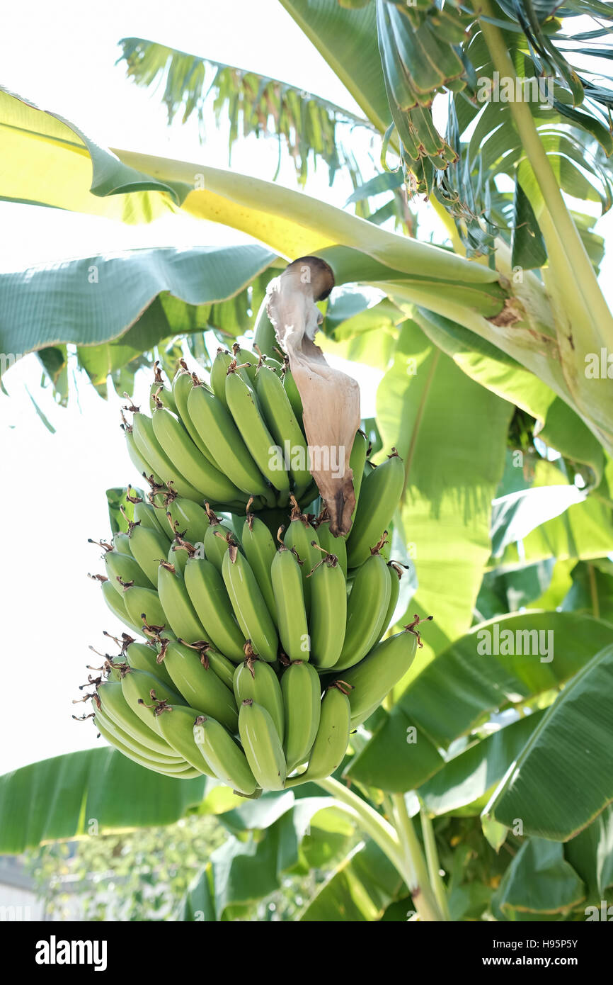 Banane appendere su albero Foto Stock