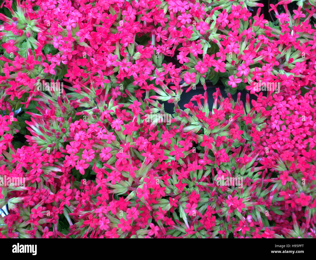 Hanging basket fiori in close up Foto Stock