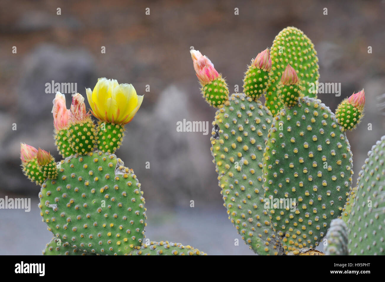 Primo piano di Opuntia ficus-indica cactus presso le isole Canarie a Tenerife Foto Stock
