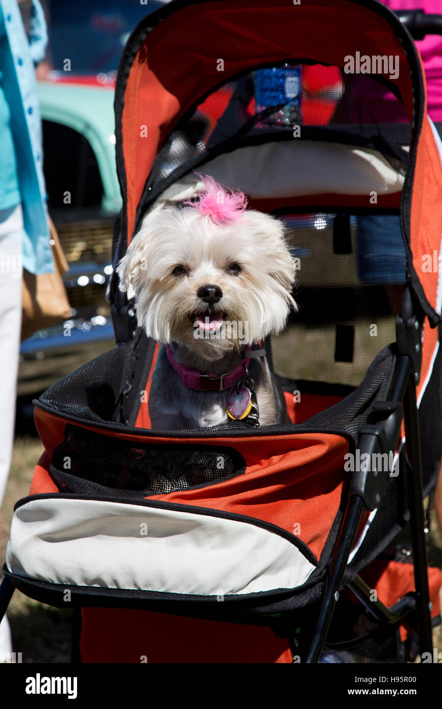 Un cane in una carrozzina a Napoli- Marco Island classic car show, Naples, Florida Foto Stock