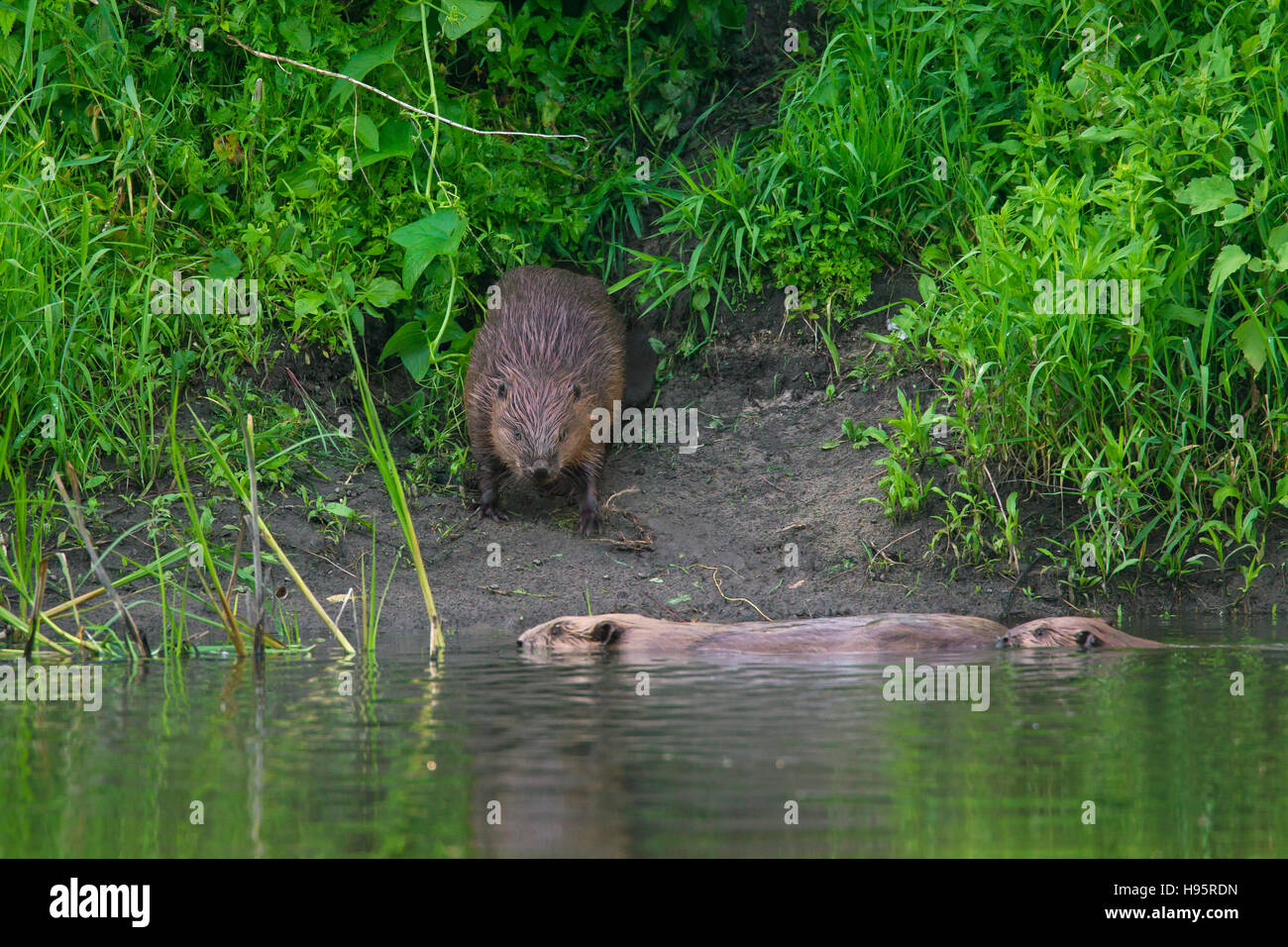 Eurasian beaver / castoro europeo (Castor fiber) sul lungofiume e membri della famiglia nuoto da Foto Stock