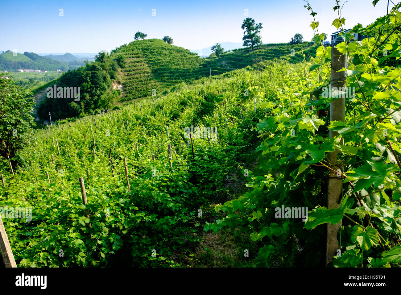 Vigne vicine Valdobbiadene Foto Stock