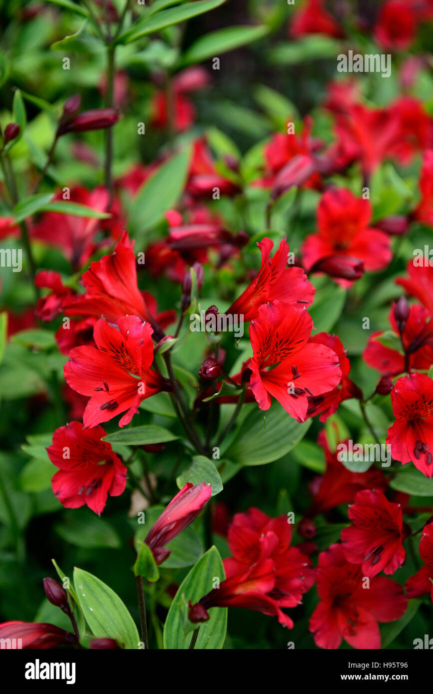 Alstroemeria red elf Alstroemerias Gigli peruviana giglio rosso dei fiori fioritura perenne floreale RM Foto Stock