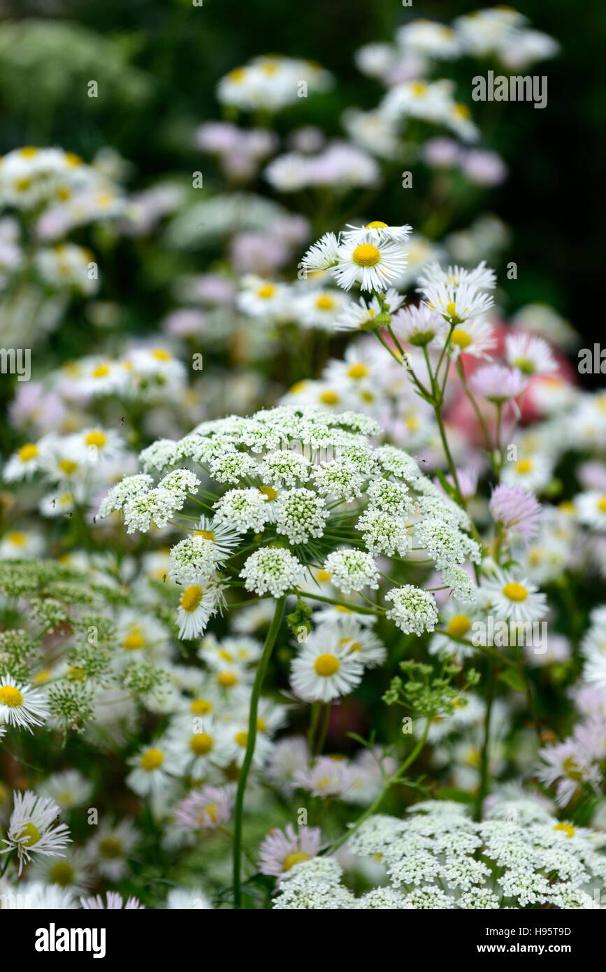 Ammi majus daisy margherite fiore fiori fioritura mix bianco combinazione mista selvatica fauna selvatica naturale giardino floreale RM Foto Stock