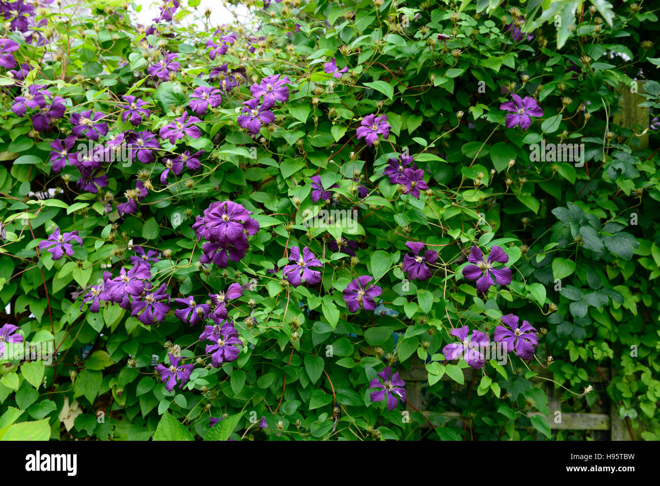 Clematis viticella etoile violette fiori viola fiore fioritura scalatore il coperchio del superriduttore coperto profusa il display visualizza Foto Stock