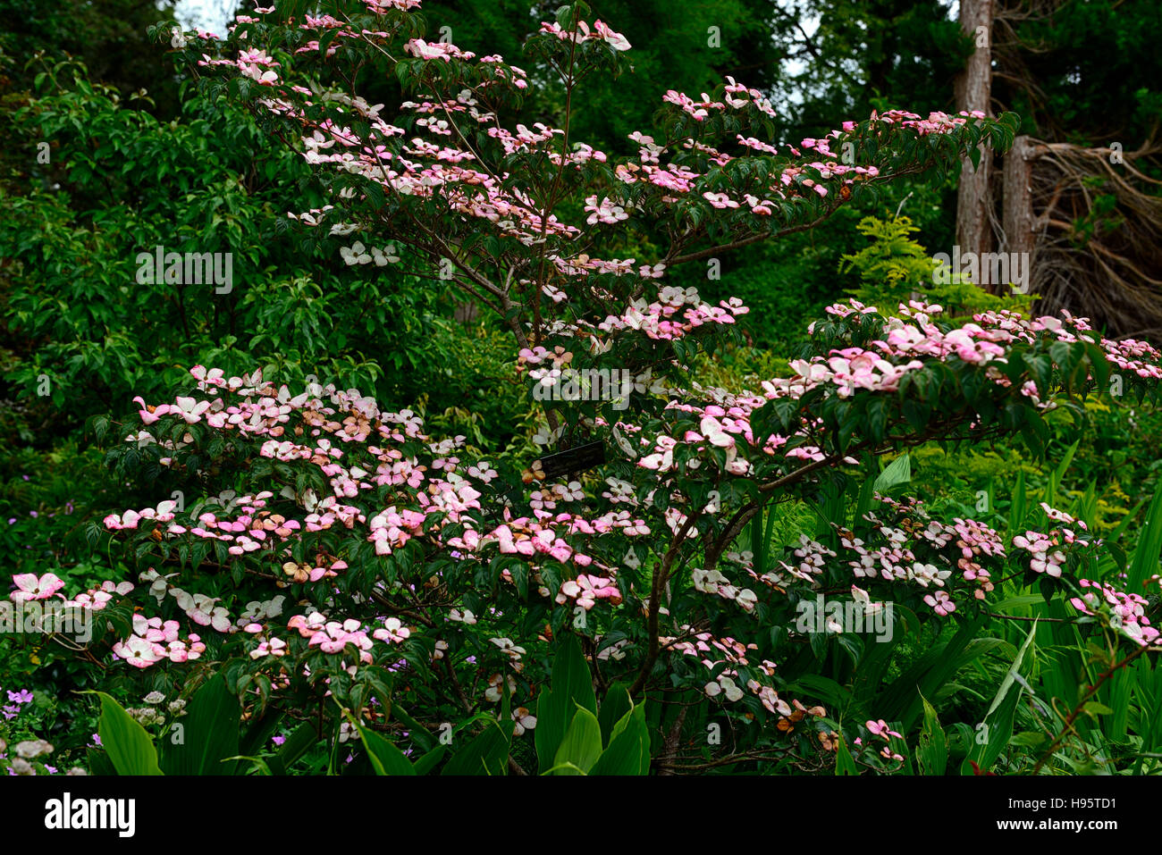 Cornus kousa miss satomi fiori di rosa fiori di fioritura corniolo sanguinello tree alberi floreali RM Foto Stock