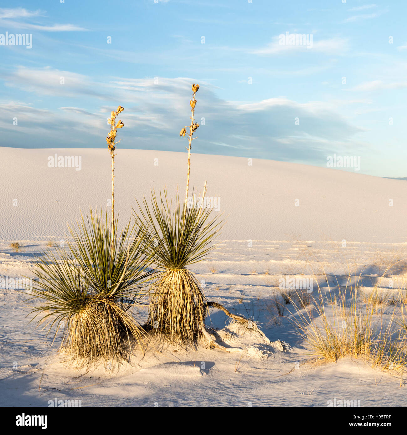 Le dune di sabbia e piante di yucca a White Sands National Monument vicino a Alamogordo, Nuovo Messico, STATI UNITI D'AMERICA Foto Stock